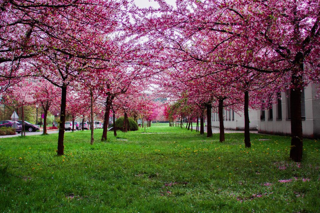 It’s Time for Spring Roof Maintenance