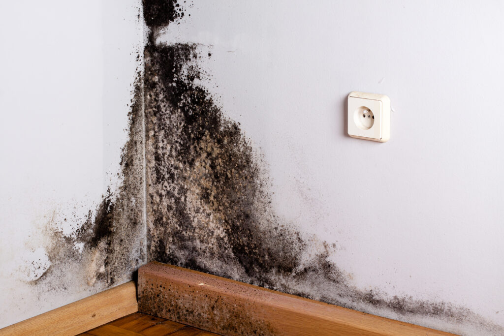 remove mold from your roof
