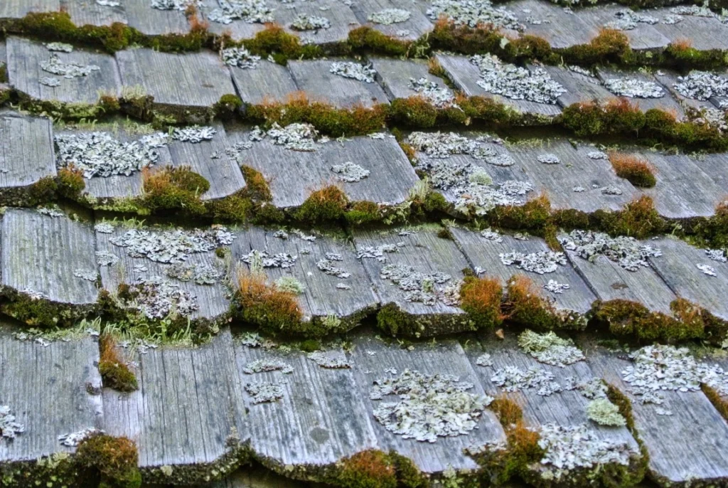 Expert Tips for Preventing Moss Growth on Your Roof Expert Tips for Preventing Moss Growth on Your Roof